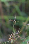 Shortbristle horned beaksedge